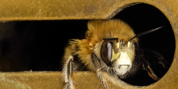 Hairy-footed flower bee, Anthophora plumipes (c) Anthony Cooper