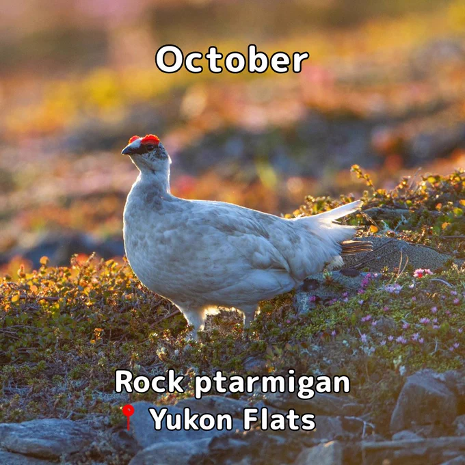 A rock ptarmigan bird with white feathers, a black beak, and bright orange "eyebrows" on tundra. Text: October rock ptarmigan Yukon flats.