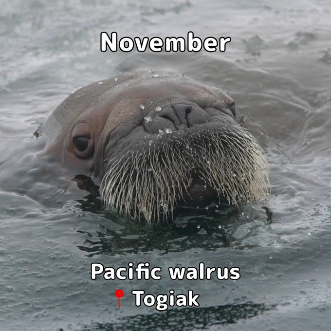 A walrus mostly submerged in water with its head and long whiskers above the surface. text: pacific walrus togiak.