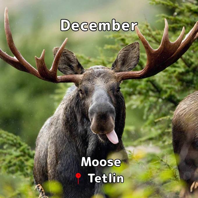 A bull moose eats vegetation with its tongue sticking out. Text: December moose Tetlin.