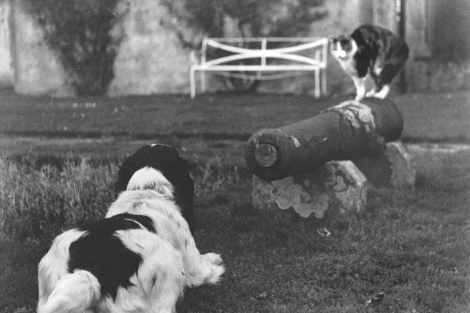 A black and white archive photograph of a cat sitting on a cannon and arching his back. A dog is sitting right in front of the cannon.