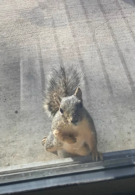 A squirrel standing on its hind legs and leaning against the outside of a sliding glass door with one paw against its chest. It is looking at the camera with an earnest expression.