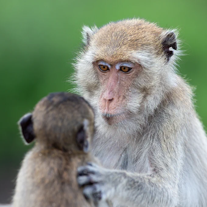 two macaques one image by Mogens Trolle
