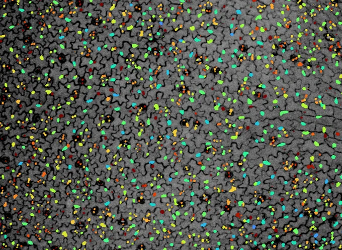 A grey coloured Arabidopsis leaf epidermis, with black cell walls. Each cells has a colourful blobs - a nuclear localised fluorescent ABA sensor, with warm colours indicating high concentrations, and cooler colours indicating lower concentrations.