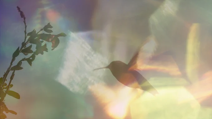 Every Little Thing follows typical days in the life of Los Angeles resident Terry Masear in her pursuit of saving hummingbirds. It opens at Luna Palace Cinemas on 27 March.