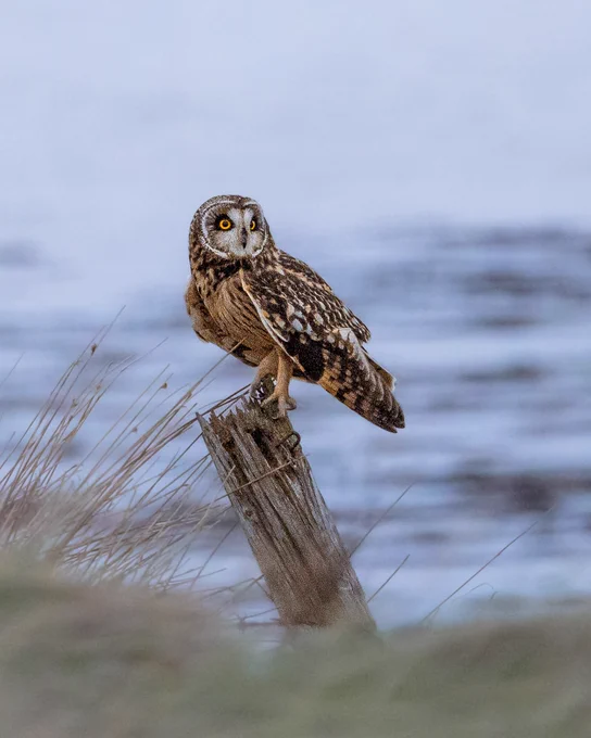 Image of a short-eared owl on a fence post in Orkney