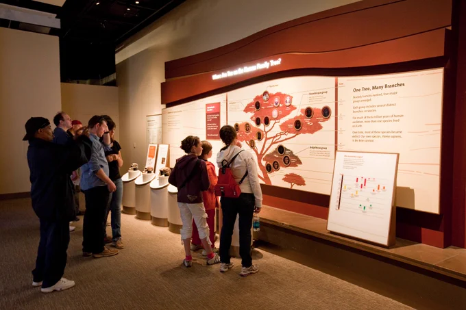 Visitors looking at displays in a human evolution museum exhibit
