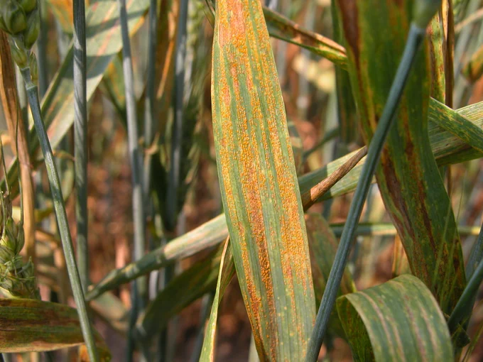 Orange fungal growth indicative of rust on a wheat leaf. 