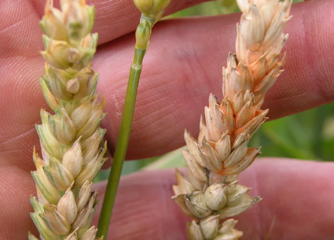 Orange fungal growth on bleached wheat seed heads. 