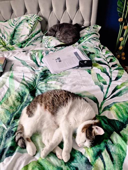 Ivan is asleep on a pillow. Felix at the bottom of the bed.  Some school work is on the bed between them. 