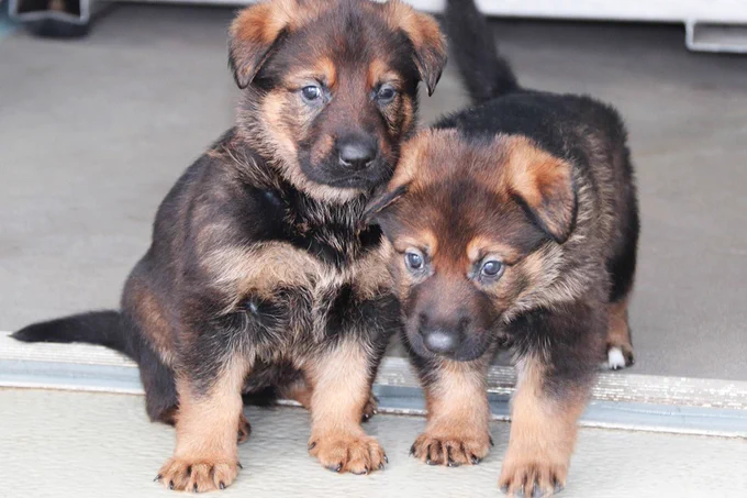 Two german shepherd puppies explore.
