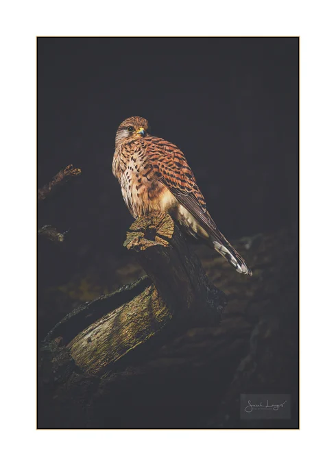 A female kestrel with a crop full of food perches is the late afternoon sunshine on a favourite dead branch on the tree that she nests in every spring. Part of the dead branch catches the light too, showing the wood revealed by the stripped back bark, and the cut end of the branch where the kestrel sits. Kestrels are small falcons, about the size of your forearm and hand. The females are slightly bigger than the males as it is in all raptors. She has a rusty brown head and back, with black speckles that extend over their pale undersides. The females tail is brown with black bars on the upperside and paler to white on the underside, still with black bars. Both males and females have paler cheek feathers and a dark mark that is almost like shed tears below the eye. Adult males differ from the females not just in size, but also with a grey head and upperside of the tail, which lacks black bars. This colouration takes about two years to come through.