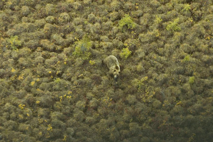 An aerial view of a brown bear camouflaged among green tundra.