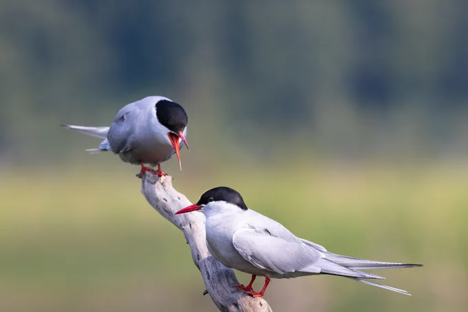 Two Arctic terns, small and medium sized birds with a grey feathered body and a full black cape that masks its eyes down to its orange pointy beak with orange feet both perched on a piece of driftwood. One bird stands with its beak closed while the other bird, further up the driftwood stick, opens its beak while it vocalizes down toward the other bird.