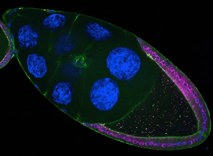 Drosophila follicle showing retrotransposons (pink & yellow) expressed in somatic cells infecting the oocyte [ @mayavoichek.bsky.social ]