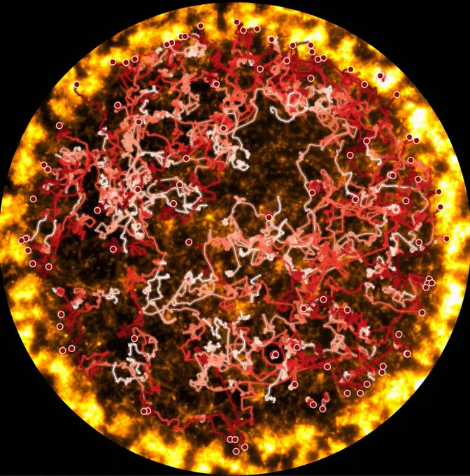 Pictured is a composite image showing trajectories of the green algae Chlamydomonas reinhardtii and the distribution of the bacterium Bacillus subtilis.  Praneet Prakash, Yasa Baig, et al. created a system in which a shaft of visible light illuminates a thin fluid chamber containing a flagella-less mutant of C. reinhardtii and yellow fluorescently labelled B. subtilis.  The illuminated algae photosynthetically produce oxygen, while bacteria chemotactically move inwards, and then, strikingly, the algae are expelled from the illuminated region along with a fraction of the bacteria, which form a thin annulus at the light/dark boundary.  
