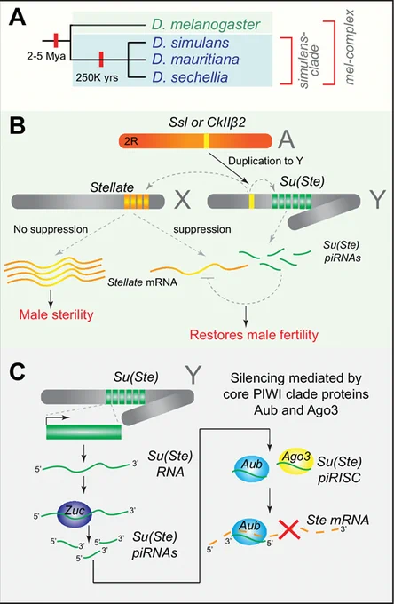 Stellate system and piRNA-mediated suppression of sex chromosome meiotic conflicts in D. melanogaster.