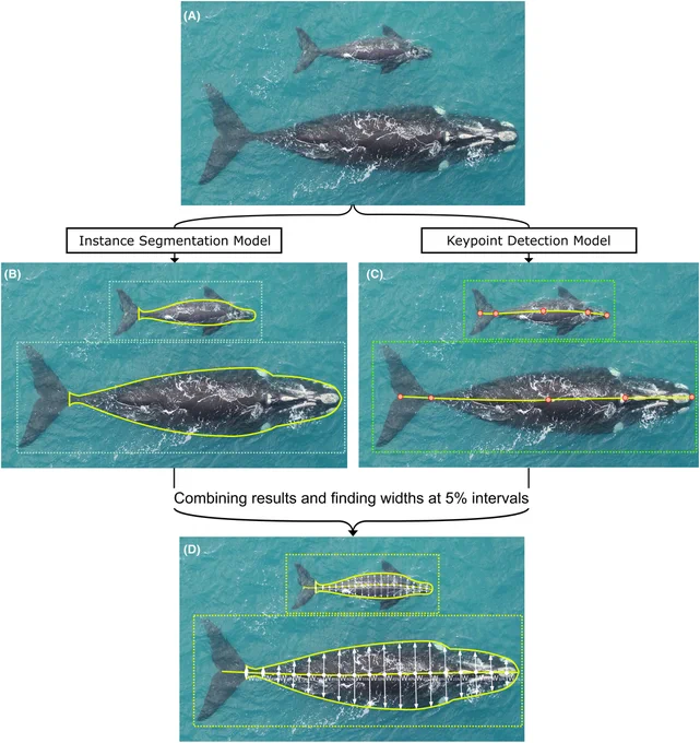 (A) Input image, (B) output from the segmentation model used to infer a bounding box and body contour for each whale, (C) output from the keypoint detection model used to infer a bounding box and the axis for each whale and (D) final output by combining the outputs of both the models and calculating the widths along the axis at 5% intervals.