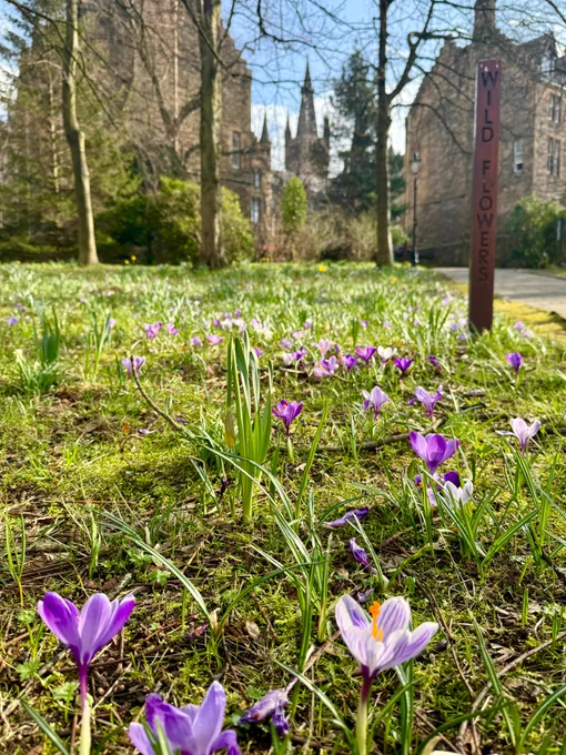 Purple flowers blooming in the wildflower garden with the University of Glasgow tower in the background 