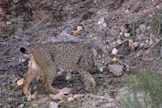 Iberian Lynx (Lynx pardinus)
(c) Octavio Jimenez Robles
