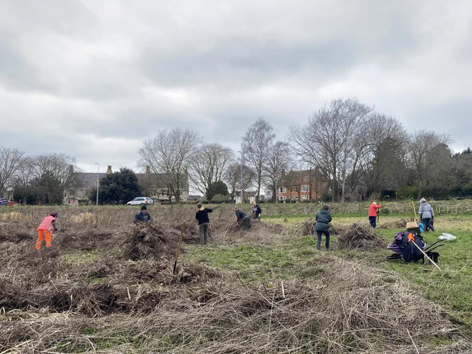 A group of volunteers removing overwintered Great Willowherb stems by hand and using rakes and pitchforks to clear up. Great Willowherb has become a dominant species on the field and is starting to encroach areas of greater flora interest. Removing the matted overwintered stems has opened the area up revealing Russian Comfrey and Common Knapweed rosettes whilst allowing further selective mowing in the future.