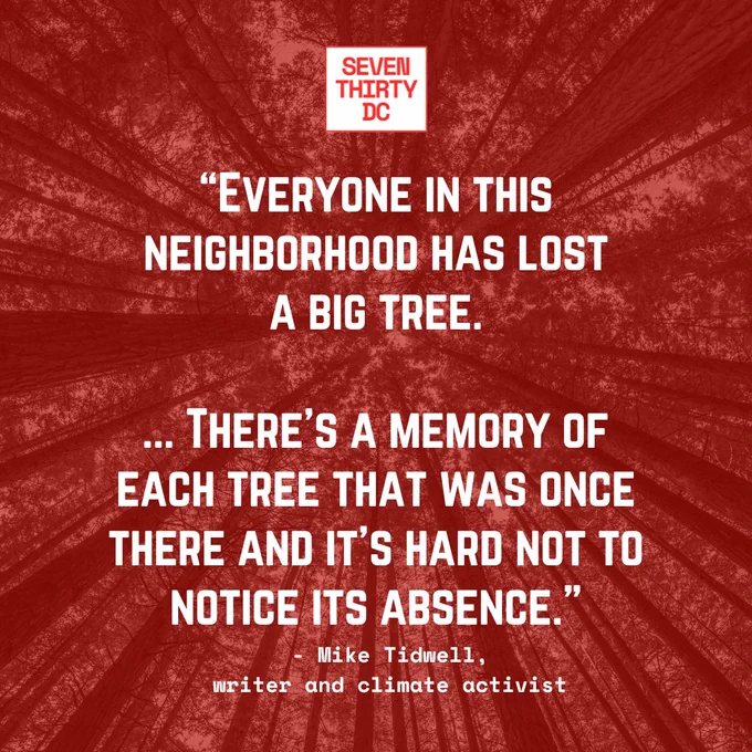 “Everyone in this neighborhood has lost
a big tree.

... There’s a memory of each tree that was once there and it’s hard not to notice its absence."

- Mike Tidwell,
writer and climate activist