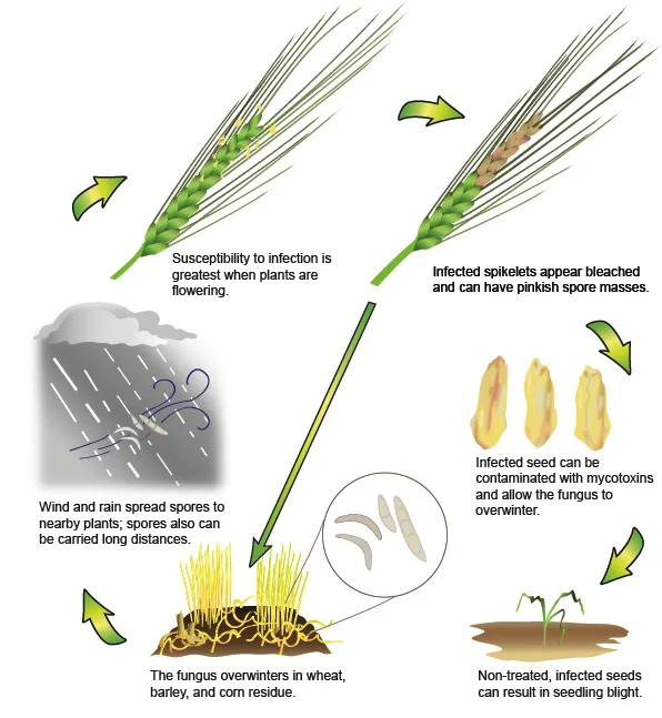 Illustration of disease cycle of Fusarium head blight. 