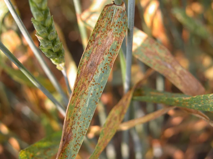 Wheat leaf with rust spores and dead tissue.