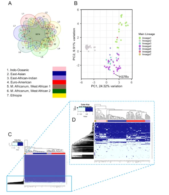 Distribution of genes shared by lineage in the pangenome. (A) Diagram showing both the number of genes shared and unique to the lineages in the study sample (N = 110 isolates). Lineage-specific pangenome gene lists represent genes that are found in at least one isolate in the lineage. (B) Bi-plot of first two principal components, based on the presence/absence of genes in the pangenome, shown by lineage. The location of H37Rv on the bi-plot is indicated by the black line. (C) Heat map of full pangenome annotated by lineage. As most of the genes are conserved by all isolates in the pangenome, the distribution of genes in the accessory genome (D) is displayed in the outlet.