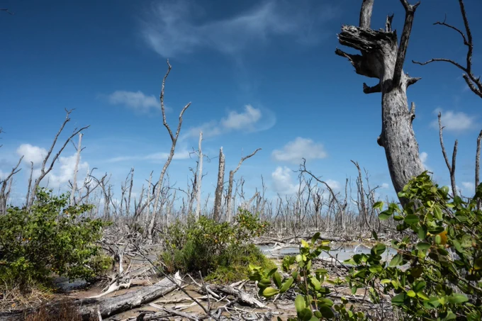 A photo of a barren mangrove stand, an example of Florida's ghost forests. Very few of the trees have leaves but there is some foliage in the foreground. The sky is bright blue.