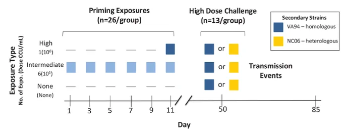 Experimental design and timeline. Index individuals (housed alone for the priming portion) were given one of three priming treatments (y-axis) with the M. gallisepticum strain VA94 (blue squares), with treatments varying by the number of priming exposures and dose (the color gradient indicates variation in dose, with more intense color indicating increasing dose concentration). On day 39 post-priming treatment, all index birds were challenged with one of two strains: one homologous to that used in priming exposures (VA94, shown in blue) or a heterologous strain (NC06, shown in yellow) and then pair-housed with an MG-naive cagemate to assess pairwise transmission success.
