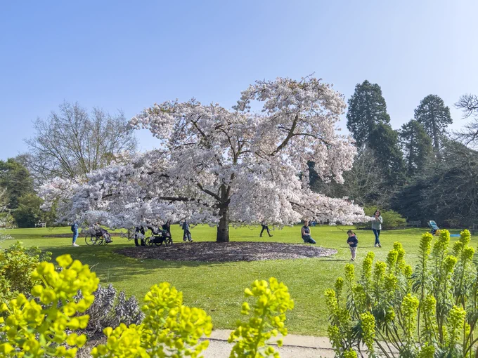 The Yoshino Cherry in bloom on a bright spring day in the Cambridge University Botanic Garden