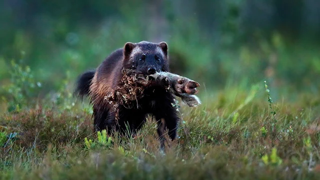 Kuvituskuvassa ahma, joka on yksi Suomen neljästä suurpedosta.