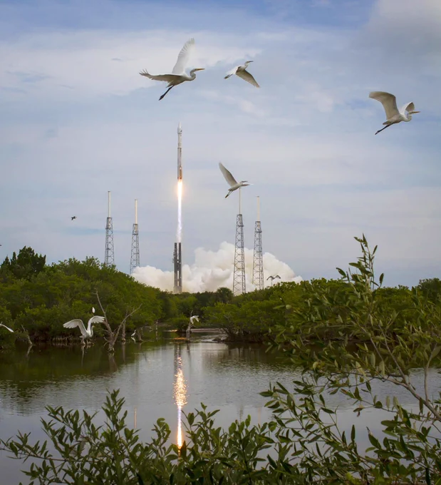 The United Launch Alliance Atlas V rocket with NASA’s MAVEN spacecraft launches from Cape Canaveral, Florida. The bright flame and trail of smoke reflect on a calm body of water below. Several large white egrets take flight around the launch site, which is surrounded by lush greenery. The sky is mostly clear with a few clouds.