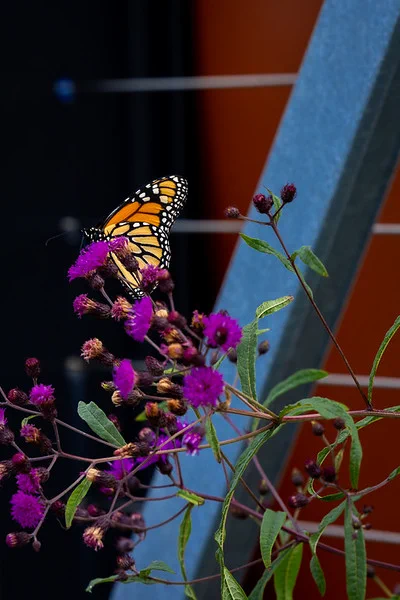 butterfly on flowers