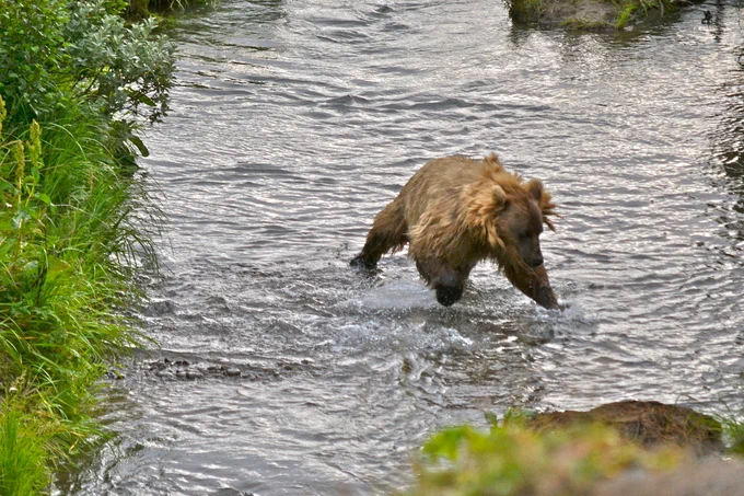 A brown bear leaps at a hidden fish in a stream.