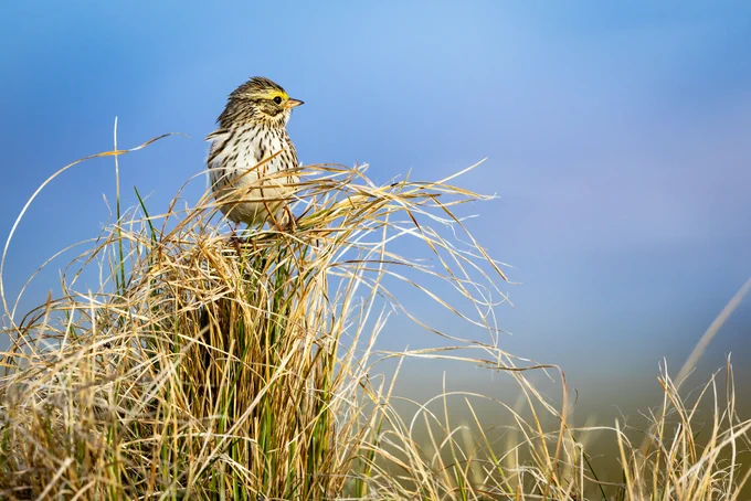 A small bird with a brown head, yellow striped mask, orange beak, and white-brown spotted belly stands on top of bundled grasses.