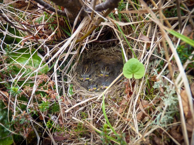A ground nest among grasses and vegetation with 4 visible savannah sparrow chicks huddled together.