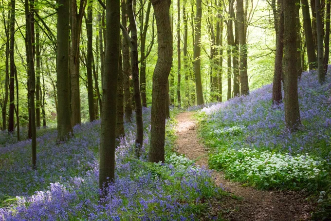 Image of forest. Credit: Anita Nicholson WTML