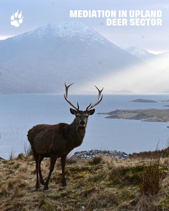 This is a photo of a red deer stag in Scotland. It's looking into the camera and is stood in front of a loch with mountains in the background. There is text overlaid which reads: Mediation in upland deer sector. Photo credit: Common Ground Forum.