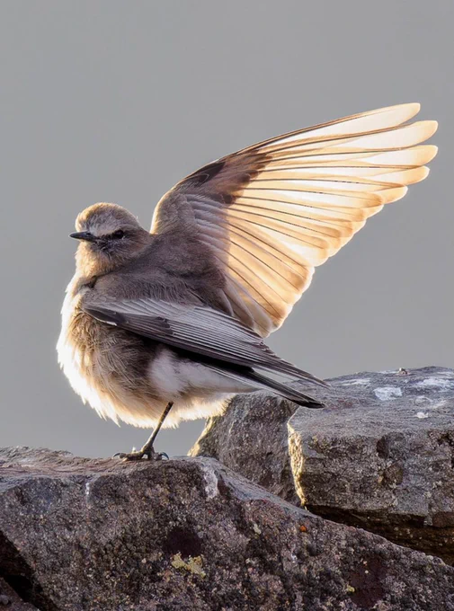 White-fronted Ground-tyrant, a resident species at extreme high elevations in the tropical Andes with very elongated wings. Photo: Matti Rekilä.