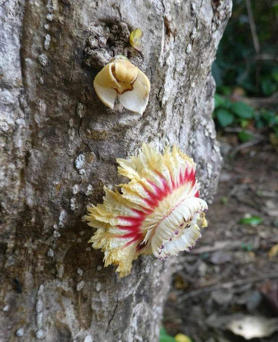
A large flower grows directly from the gray bark of a small tree. The flower is mostly cream colored with a ring of red.