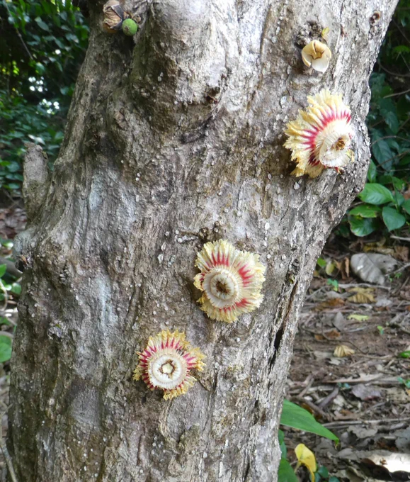 Three flowers grow directly from the gray bark of a small tree. The flowers are mostly cream colored with a ring of red.