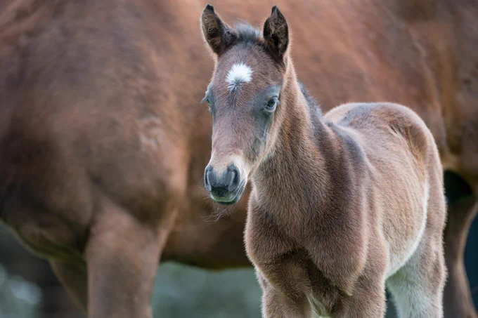 A chestnut foal with a white spot on its forehead looks past the camera intently with it's ears pricked up. Standing behind the foal is a larger chestnut mare, slightly out of focus.