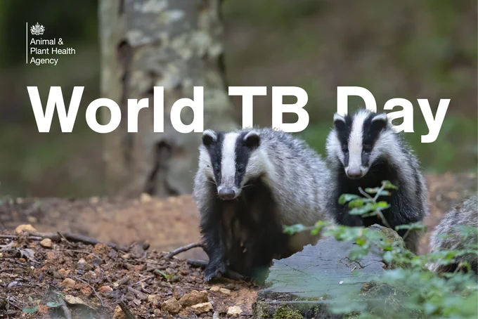 Image of two badgers in woodland. The Animal and Plant Health Agency logo is on the top left and underneath it says 'World TB Day'.