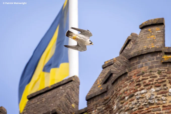 A photo of a Peregrine Falcon swooping past a tower at St Albans Cathedral 