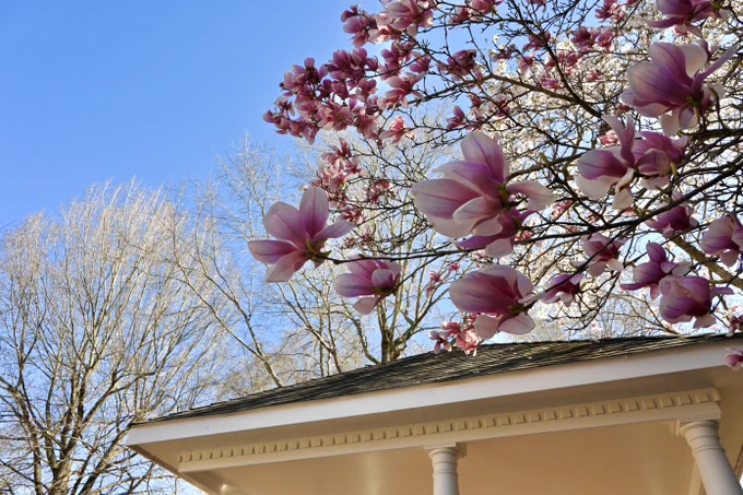 Magnolia flowers in bloom above a classic white gazebo under a clear blue sky.
