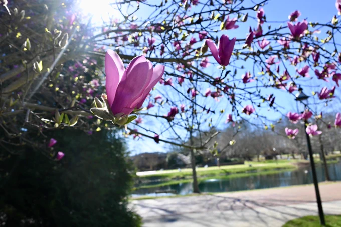 Magnolia flowers blooming on a tree branch, with a sunlit pond and a clear blue sky in the background.