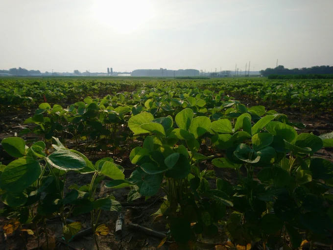 A sunny field of green soybean plants with a light blue sky in the background.