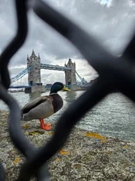 A photo taken through a fence of a duck standing on a wall with Tower Bridge and the River Thames in the background.